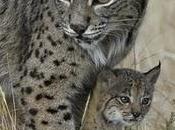 Lince Ibérico/ Lynx pardinus.