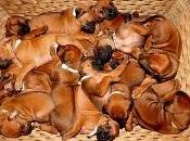 Elección cachorro