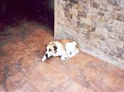 Rambo busco hogar
