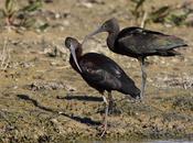 Morito común:el ibis vuelto marismas