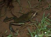 Temporada ranas