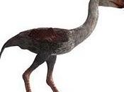 Phorusrhacus