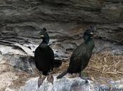 Cambio climático fenología reproductora