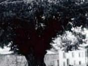 cielo gira