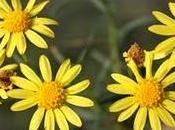 Senecio malacitanus Huter