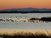 Observar aves Delta Ebro