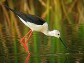 Cigüeñuela común (Himantopus himantopus)