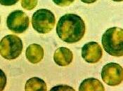 Microalgas, estado arte (1.- Introducción)