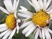 Bellis sylvestris Cirillo