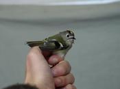 "colibrí" ibérico: reyezuelo sencillo