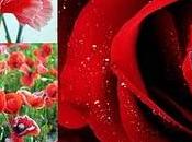 Claveles, rosas, amapolas cardos