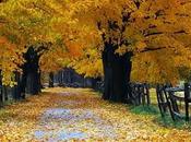 Jardin otoño