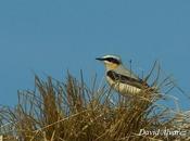 Caída migrantes: collalbas Cabu Peñes