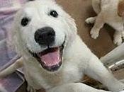 Vive como perro