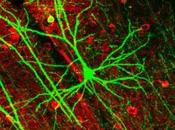 Detectadas neuronas espejo humanos