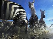 depredador sanguinario cebras