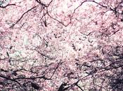 Cerezos flor_cherry blossom girl