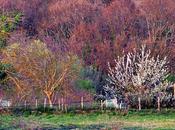 colores primavera, lejos están aquí