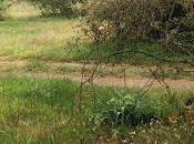 Copla quebrado-1 Camino perdido para siempre