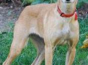 Hstorias adoptad@s. Sugar