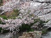 cerezo floreció Japón. fiesta hanami
