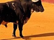 “Chopera gatos” Malagueta