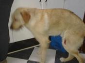 Salva, maltratado días barrio marginal (Sevilla)‏