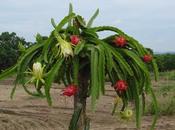 Conociendo Pitahaya