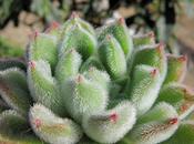Para amantes cactos, conseguí este blog gran variedad cactus flores hermosos