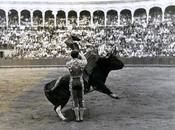 cordoncillo
