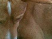 Podenquillo abandonado, ESTÁ HUESOS QUIEREN LLEVARLO PERRERA. Jerez (Cadiz)