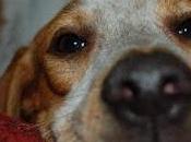 Lunita, maltratada arrojada coche marcha-cordoba