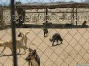 "Perros Caldera"