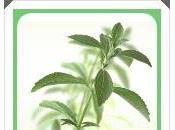 Stevia, edulcorante natural