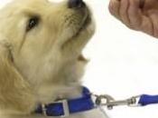 Comentario Consejos para “enseñar” cachorros ¿Cómo educar mascota? Mundo Cachorro