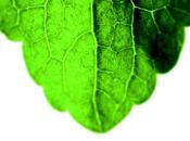 Stevia, primer edulcorante natural calorías