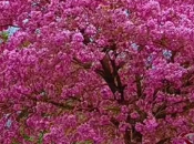 Jacarandá
