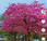 Jacarandá