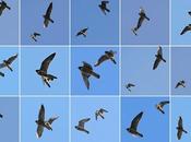 Halcones Ciutat pleno rendimiento