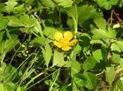 Botón (Ranunculus repens)