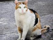 Sacedón pone marcha programa para gestionar colonias felinas respetando bienestar animales