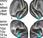 cerebro humano está programado para leer forma innata