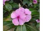 Vinca rosea