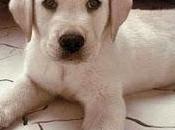 ¿Qué mascota?