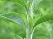 Stevia: planta dulce tierra