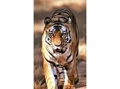India prohíbe turismo tigre para evitar extinción