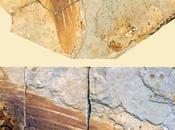 Similicaudipteryx plumas extintas