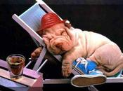 Vacaciones para perros