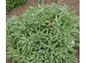 Salvia como planta medicinal