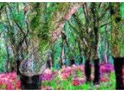 Árboles historia Campo Gibraltar